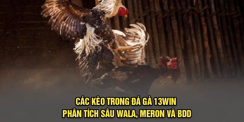 Các Kèo Trong Đá Gà 13Win | Phân Tích Sâu Wala, Meron và BDD