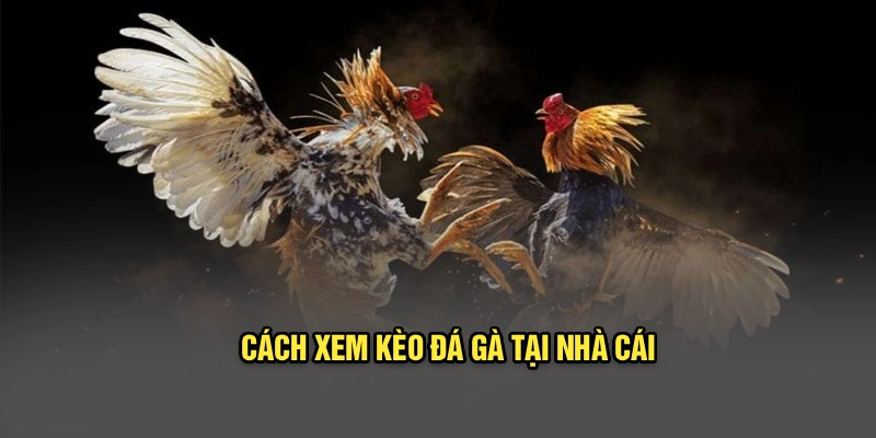 Cách xem kèo đá gà tại nhà cái