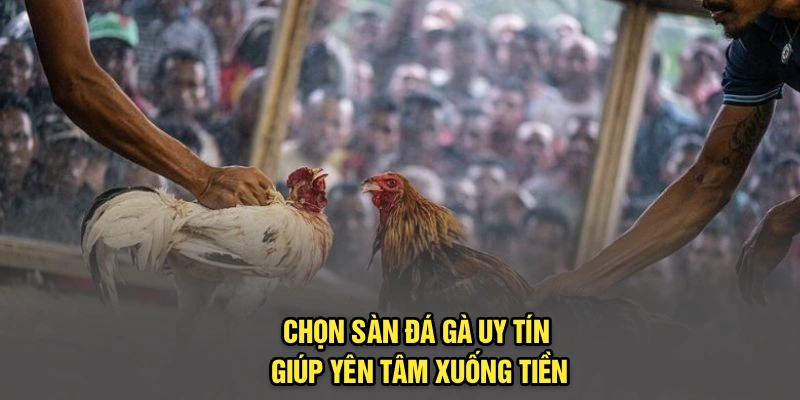 Chọn sàn đá gà uy tín giúp yên tâm xuống tiền