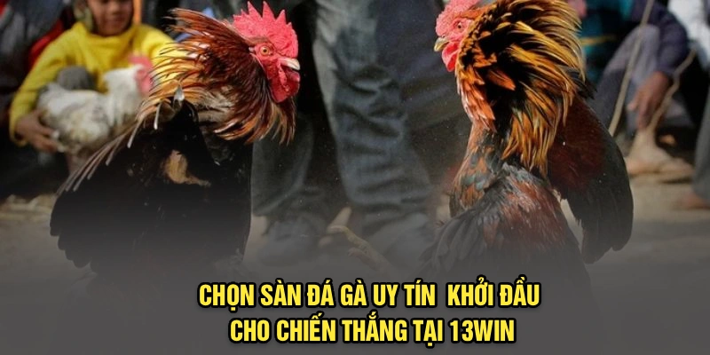 Chọn Sàn Đá Gà Uy Tín | Khởi Đầu Cho Chiến Thắng Tại 13Win