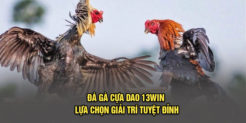 Đá gà cựa dao 13Win lựa chọn giải trí tuyệt đỉnh