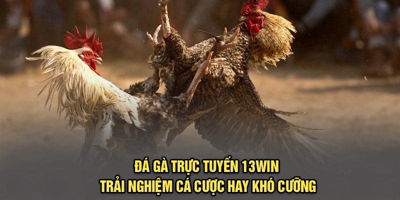 Đá Gà Trực Tuyến 13Win | Trải Nghiệm Cá Cược Hay Khó Cưỡng