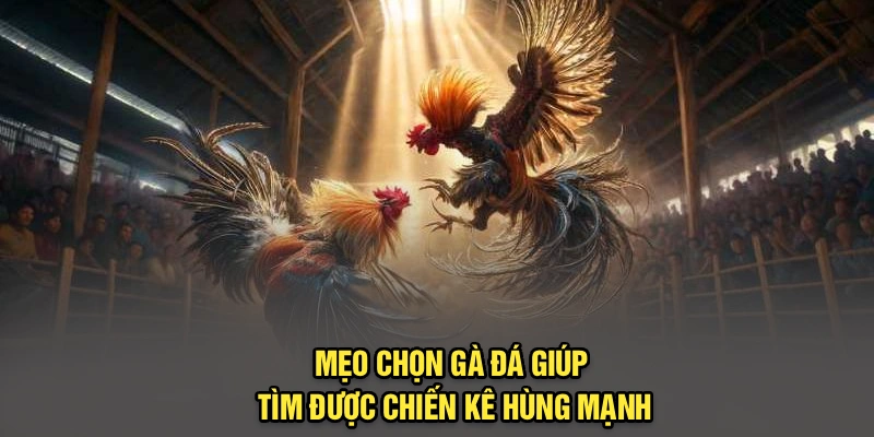 Mẹo chọn gà đá giúp tìm được chiến kê hùng mạnh