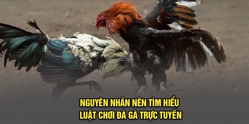 Nguyên nhân nên tìm hiểu luật chơi đá gà trực tuyến