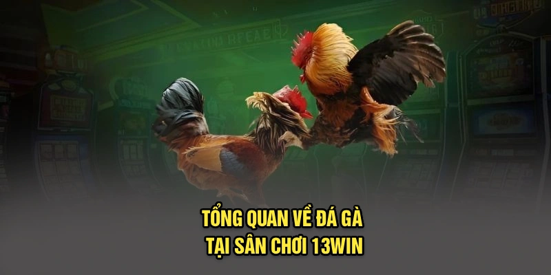 Tổng quan về đá gà tại sân chơi 13Win